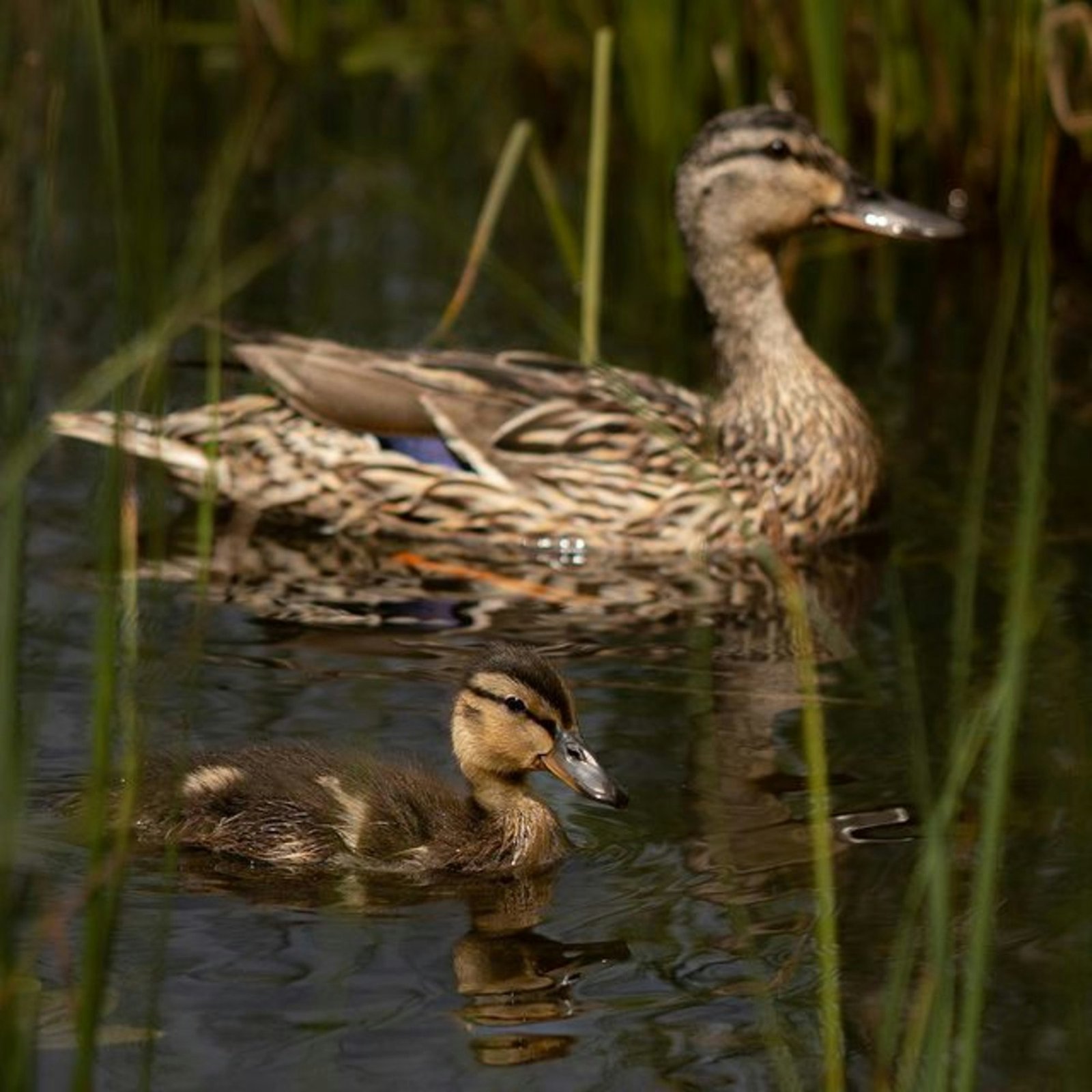 Ducks family