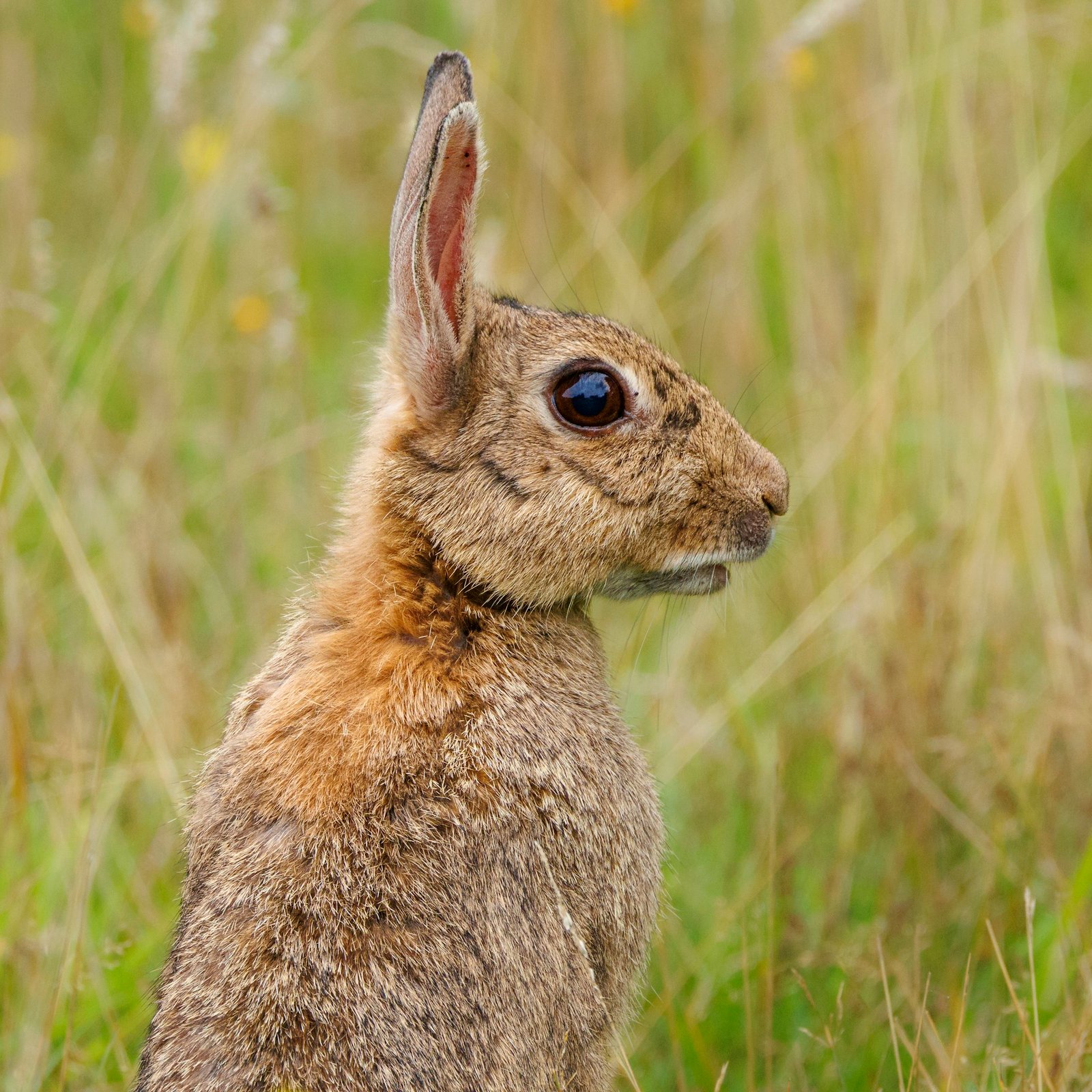 Rabbit sitting in grass gazes up at the sky