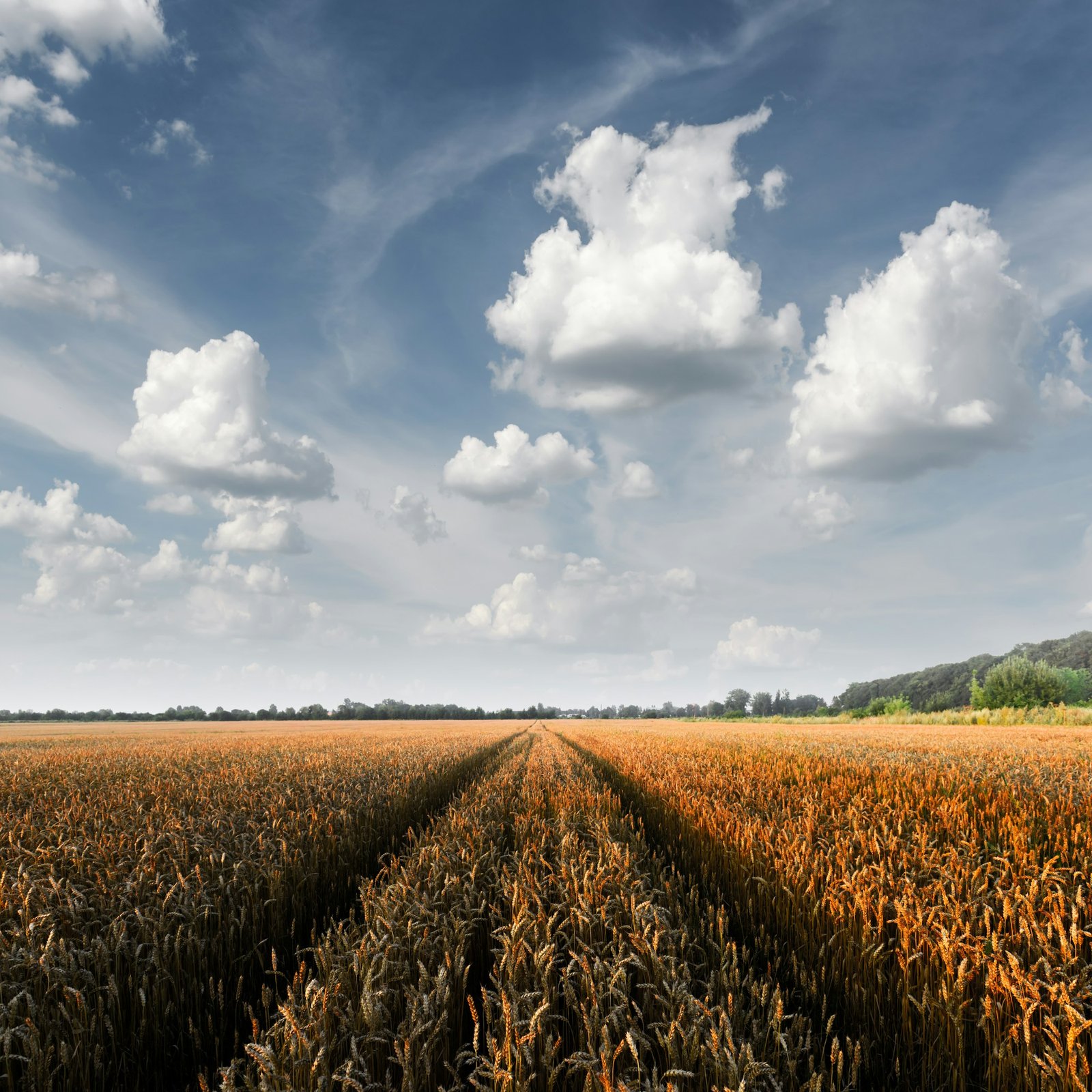Ripe golden wheat field against the blue sky background