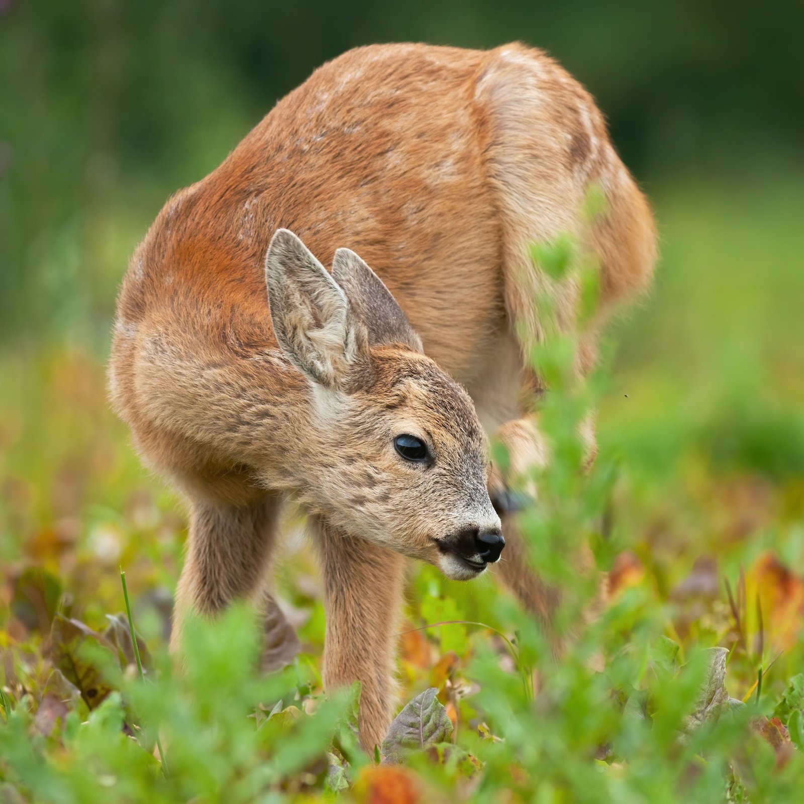 Young roe deer fawn scratching ear on meadow in summer